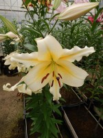 [3155 Alfieri World B No02.JPG]